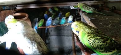 Budgies for Sale