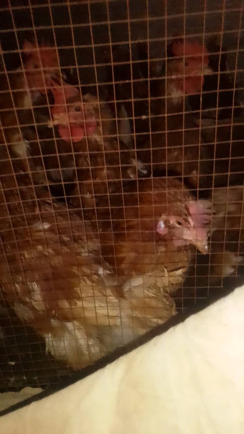 lohman brown hens for sale quantity of hens 70 0