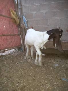 bakra