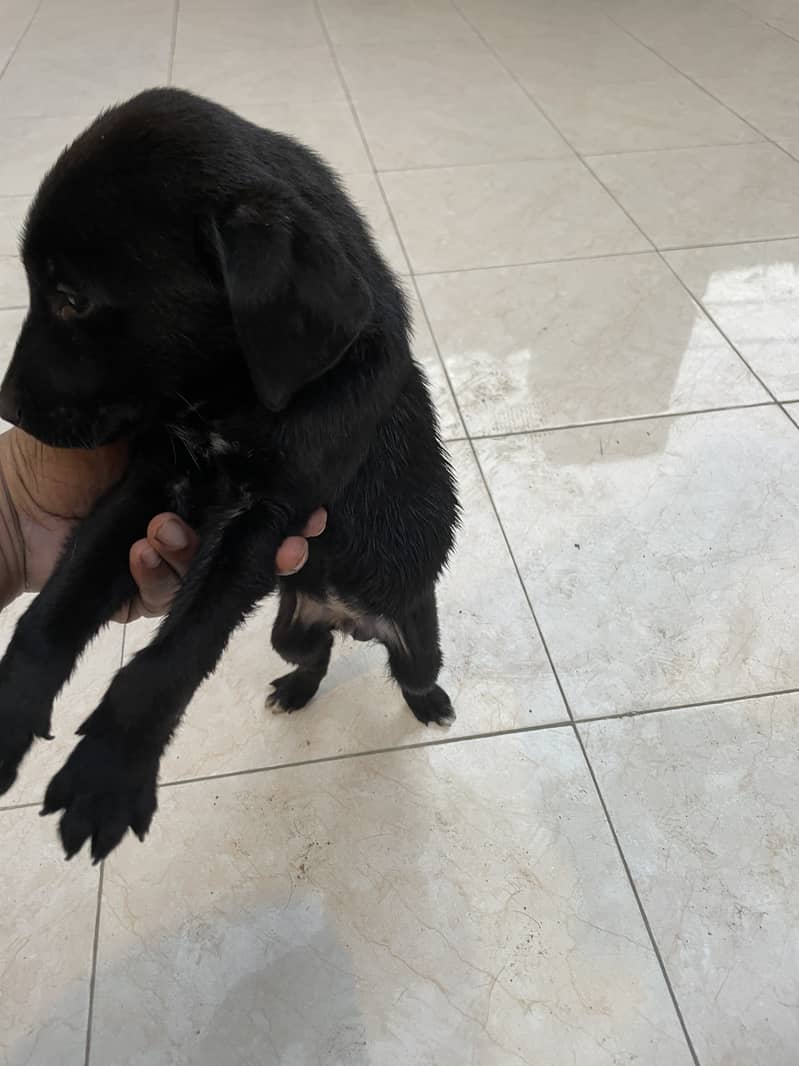 Labrador puppies 4