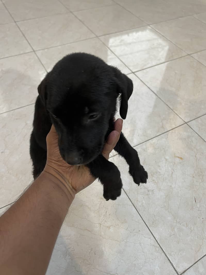 Labrador puppies 5