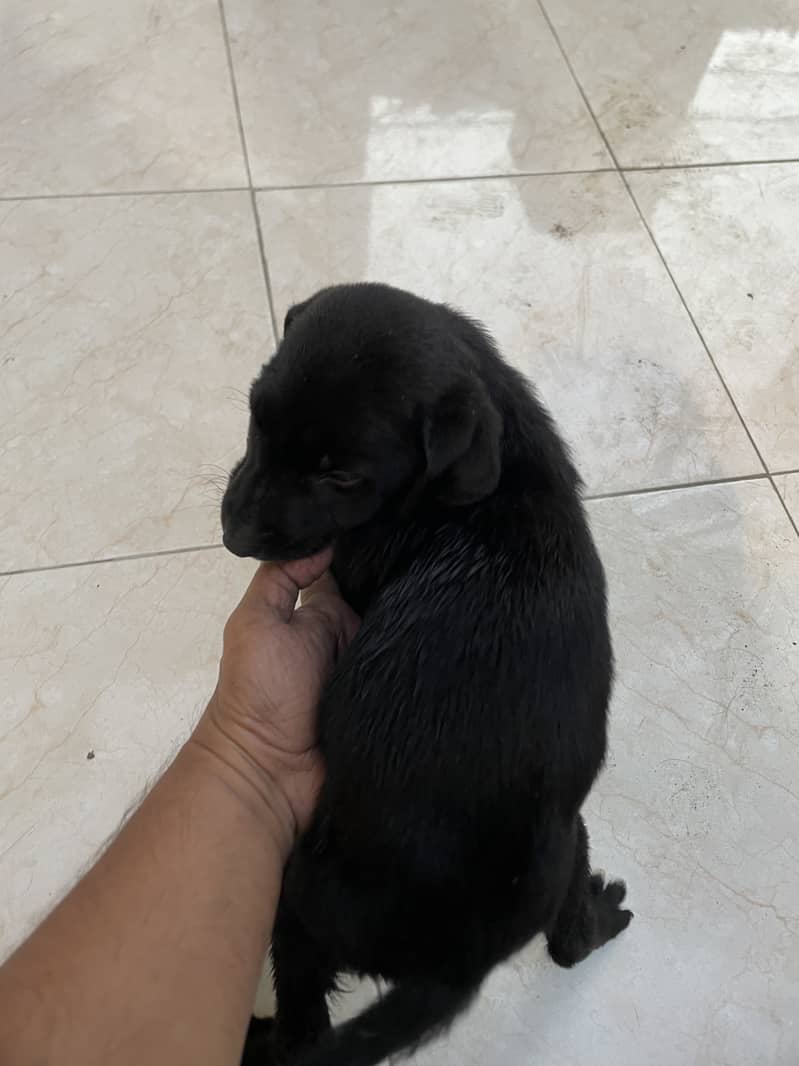 Labrador puppies 6