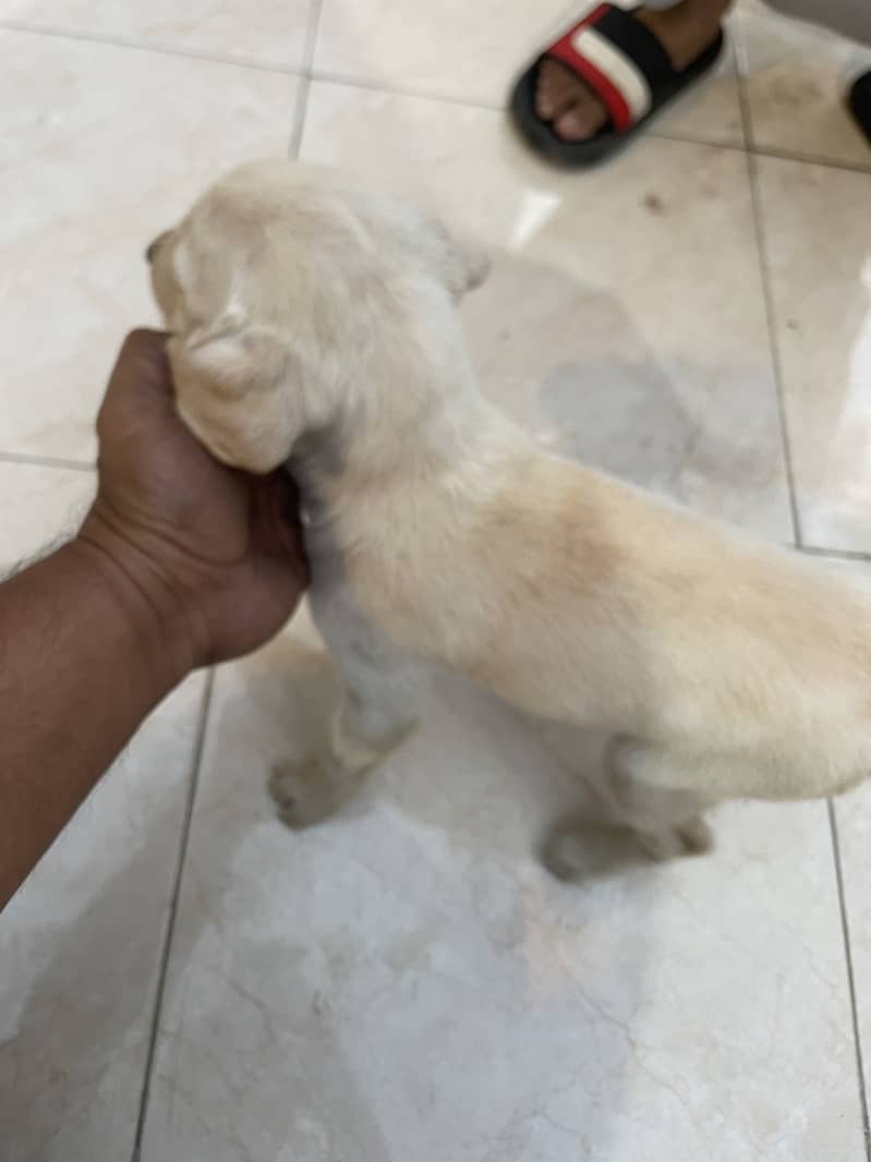 Labrador puppies 10