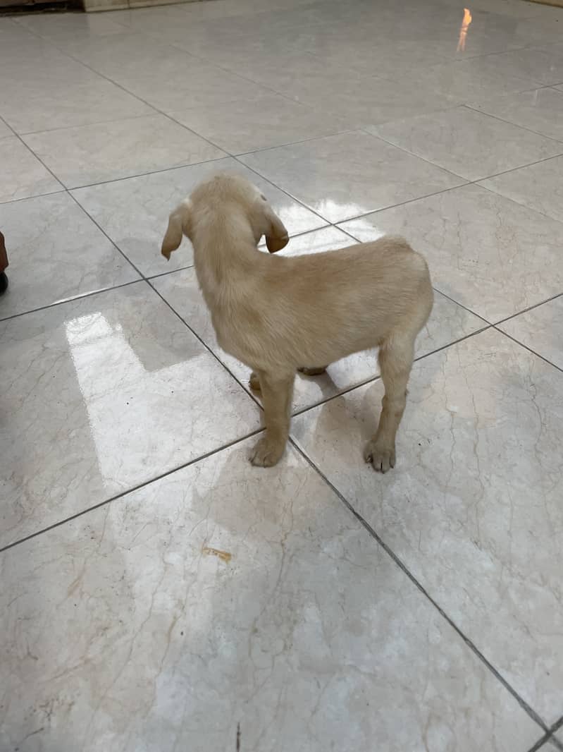 Labrador puppies 15