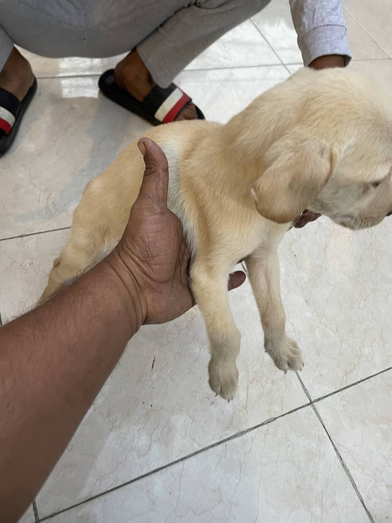 Labrador puppies 16