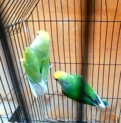 lovebird