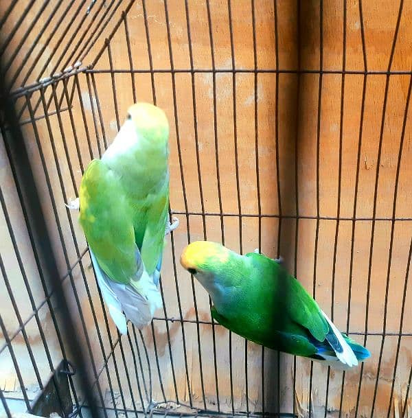 lovebird 0