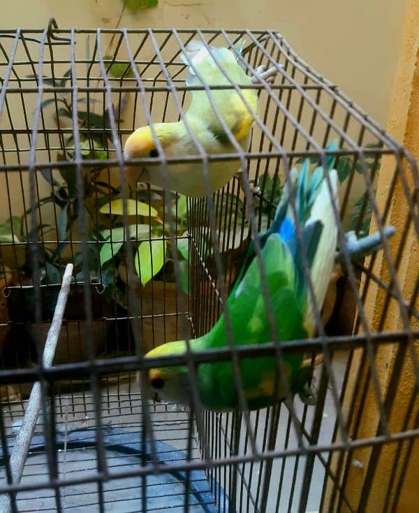 lovebird 1