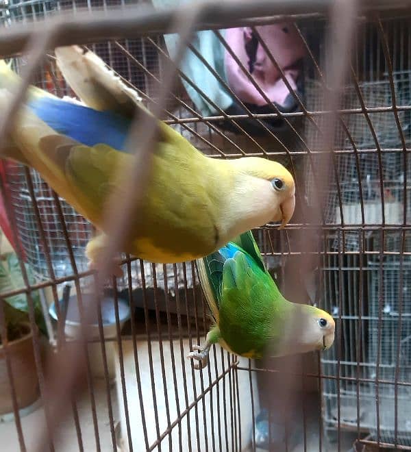 lovebird 3