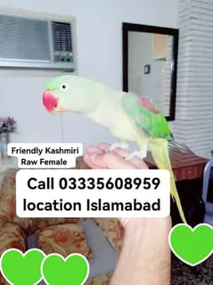 Hand Tamed Full Friendly Kashmiri Raw Female Parrot