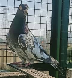 Pigeon