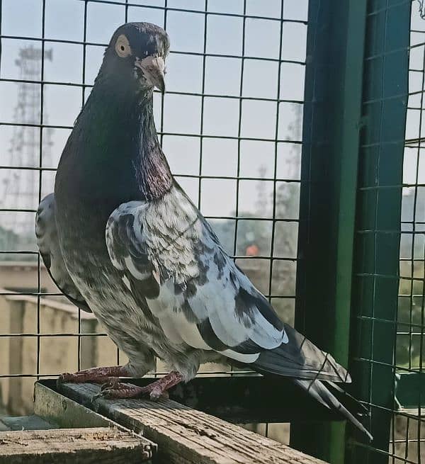 Pigeon Teddy or Motyun wala nr Laal Ankh man for sale 0308-5000940 0