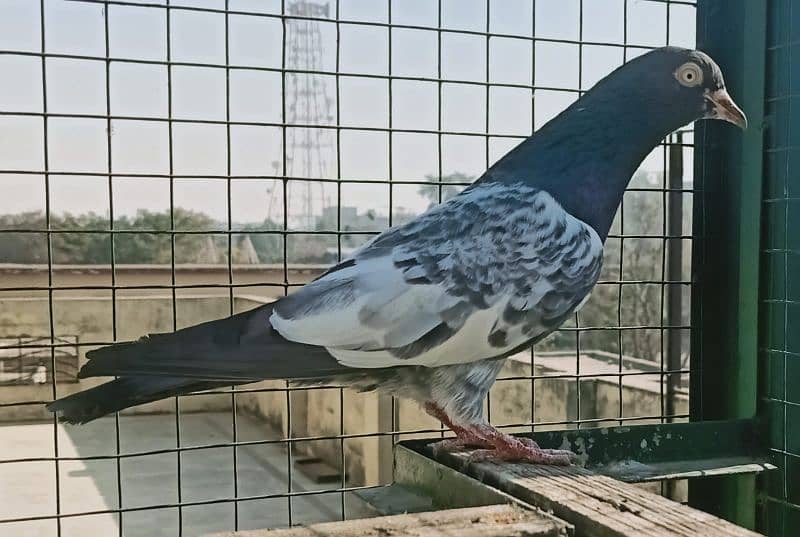 Pigeon Teddy or Motyun wala nr Laal Ankh man for sale 0308-5000940 1