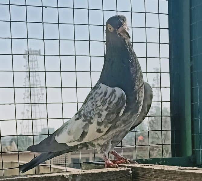 Pigeon Teddy or Motyun wala nr Laal Ankh man for sale 0308-5000940 2