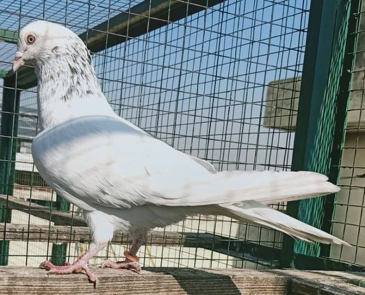 Pigeon Teddy or Motyun wala nr Laal Ankh man for sale 0308-5000940 5