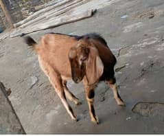 Bakra