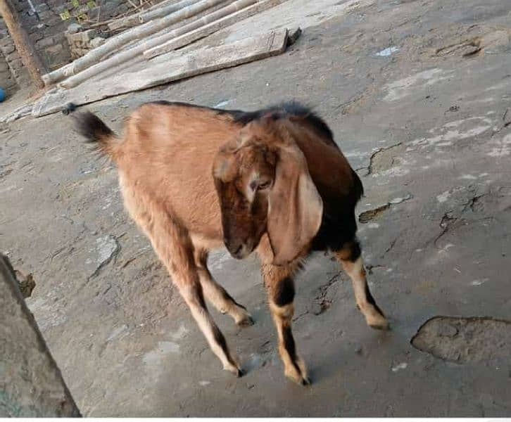 Bakra For sale 14 month ka 25k price may kami ho Jay gi 0