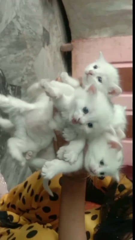 Persian  Male Big Cat And Female Double Coated Kittens Available 2