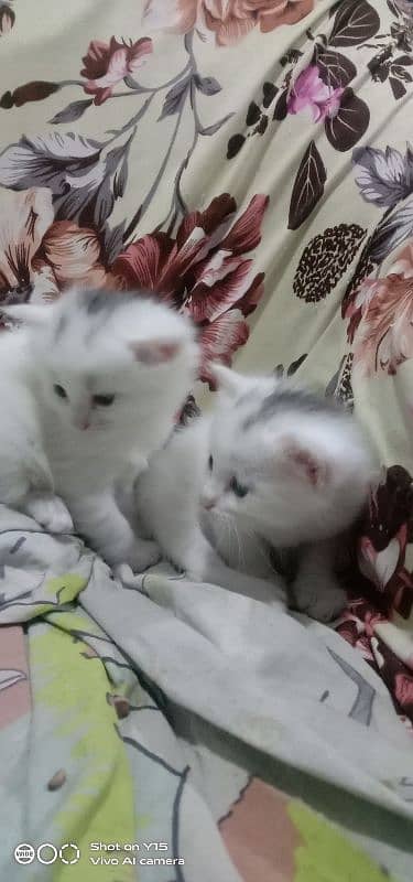 Persian  Male Big Cat And Female Double Coated Kittens Available 3