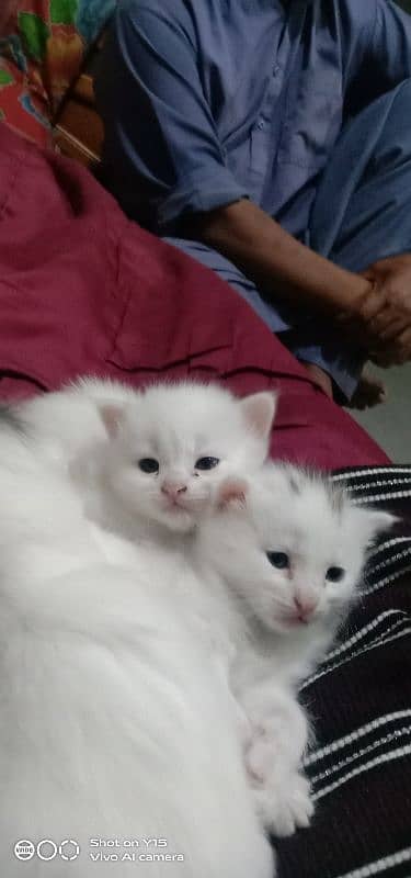 Persian  Male Big Cat And Female Double Coated Kittens Available 4