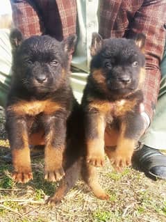 German shepherd Dubal Cout pair 2 mahnt for sale