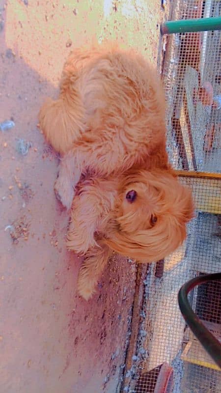 poddle female for sale 2