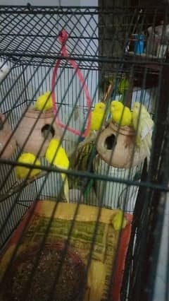 breeder pair red eyes hogoromo chicks for sale whatsap 03065519911