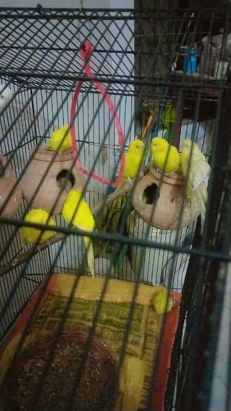 breeder pair red eyes hogoromo chicks for sale whatsap 03065519911 0