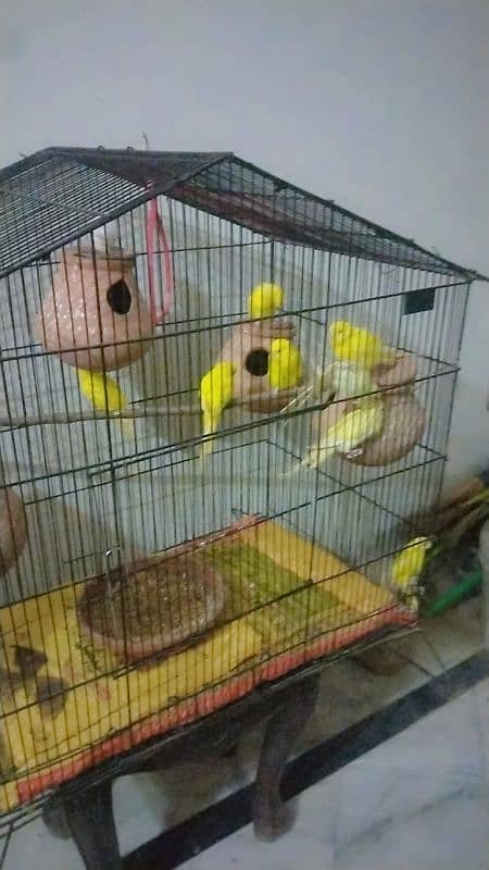 breeder pair red eyes hogoromo chicks for sale whatsap 03065519911 1