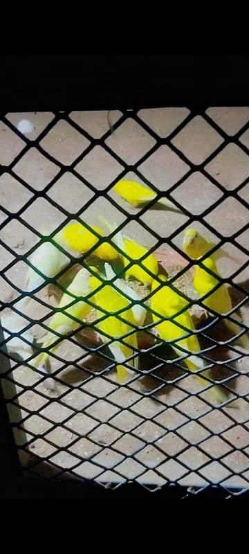 breeder pair red eyes hogoromo chicks for sale whatsap 03065519911 2