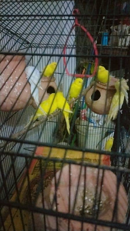 breeder pair red eyes hogoromo chicks for sale whatsap 03065519911 3