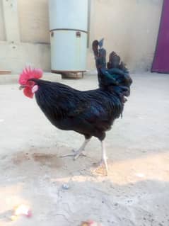 australorp