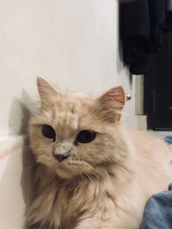 PERSIAN CAT FOR SELL!! 1