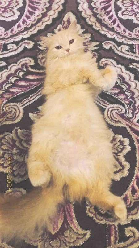 PERSIAN CAT FOR SELL!! 2