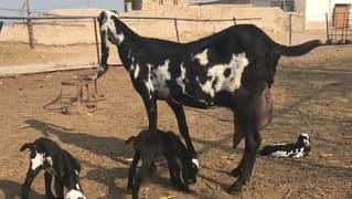 desi bakri for sale WhatsApp number 03494717204)