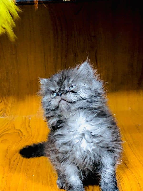 Persian kitten cats 6