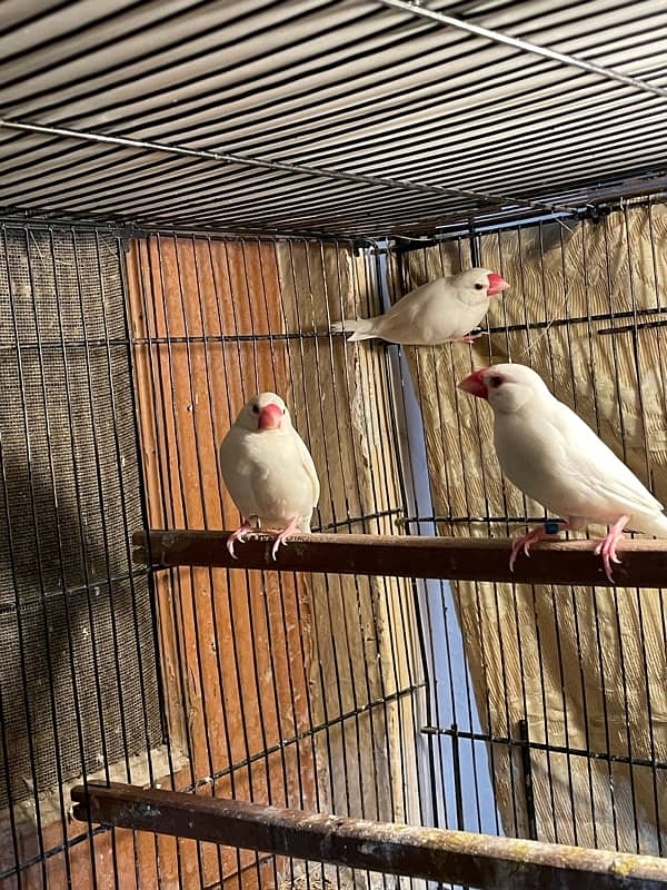 white java pair and female 3