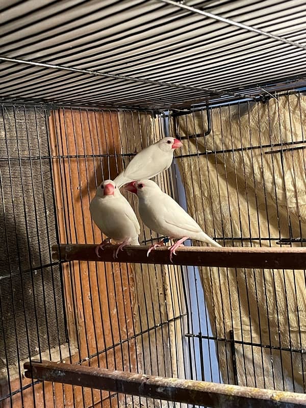 white java pair and female 5