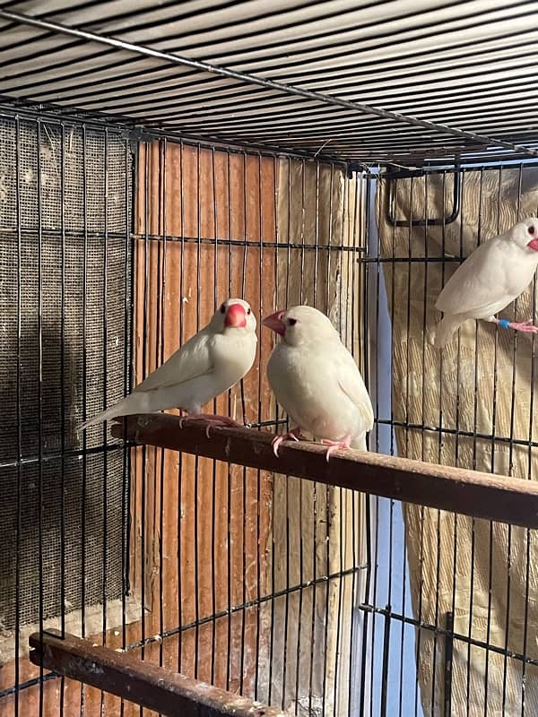 white java pair and female 9