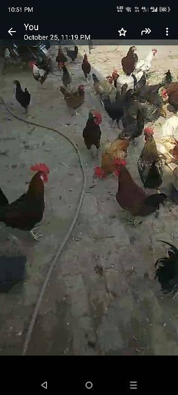 50 hens for sale laying egg grantee 2