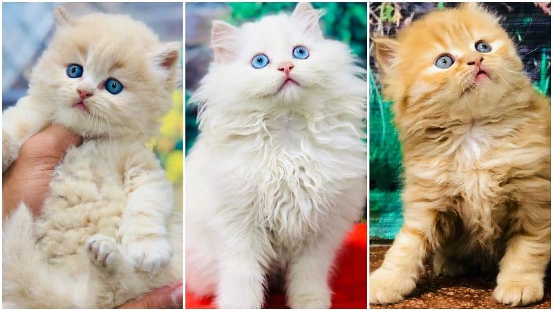 Persian kitten cats 0