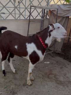 TEDDA BREEDER ABLAK TOP QUALITY GULABI