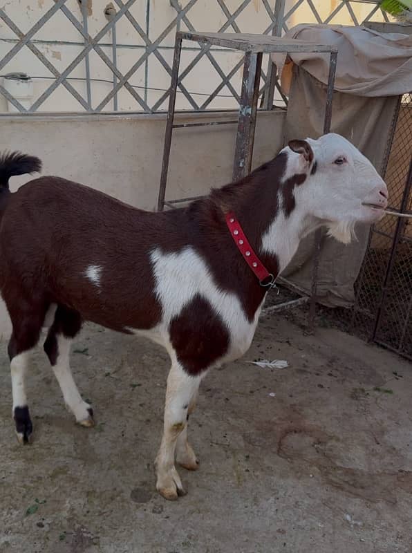 TEDDA BREEDER ABLAK TOP QUALITY GULABI 2