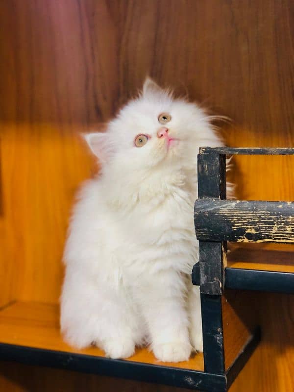 Persian kitten cats 9