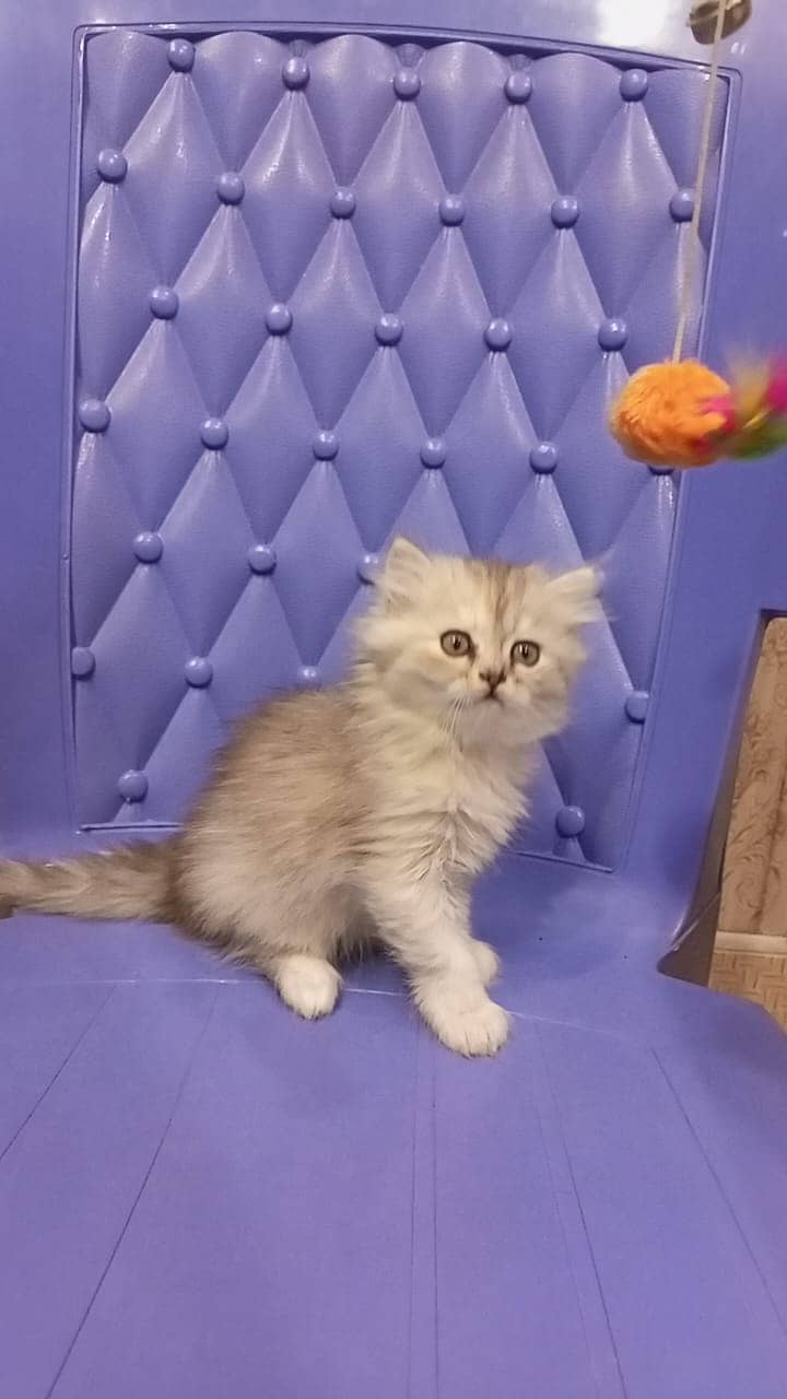 Persian Smokey semi punch male 5