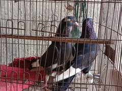 2 Baz Patti waly pair,, 1 single resar Maddi for sell,