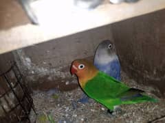 love birds are available for sale in sale price