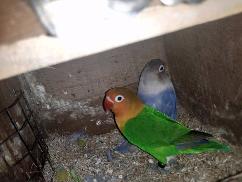 love birds are available for sale in sale price 0