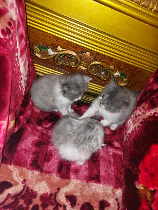 3 kittn 2 female and  1 male 2