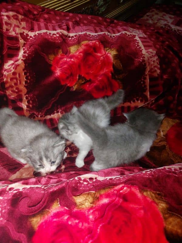 3 kittn 2 female and  1 male 12